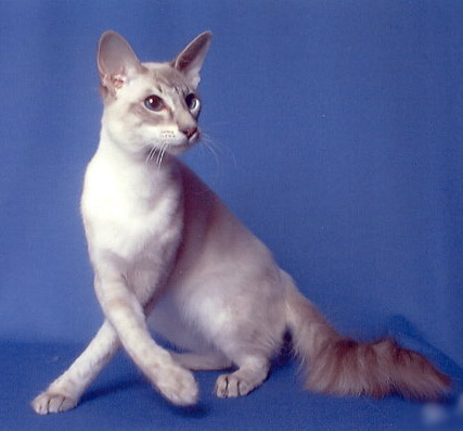 Javaneza (Javanese)